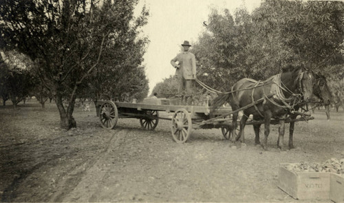 Harvesting almonds