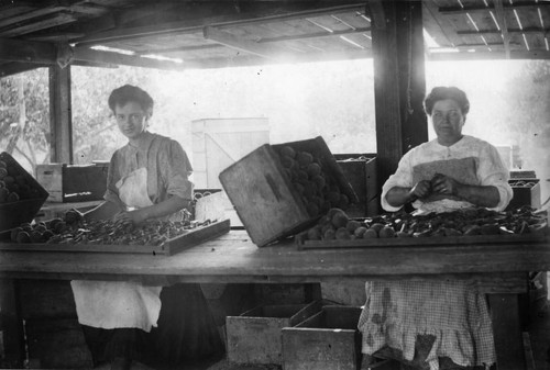 Fruit workers