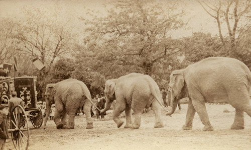 Elephants and Wagon