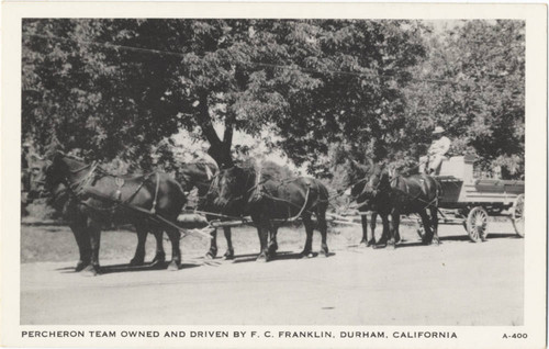 Percheron Horse Team