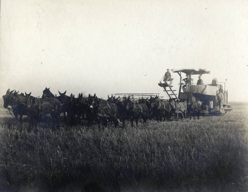 Mules pulling combine harvester