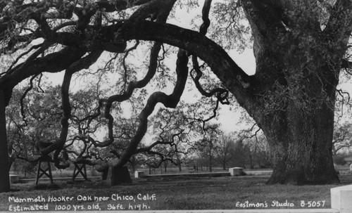 Hooker Oak