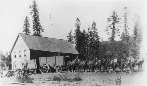 Freight Horses At The Buckeye Hotel