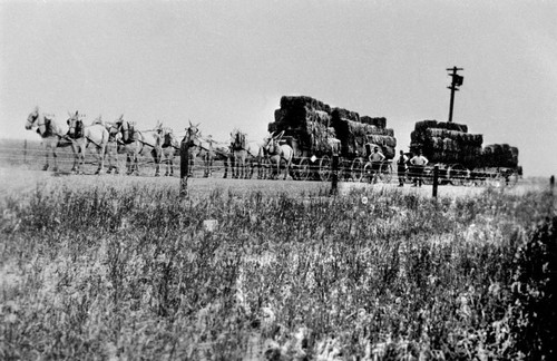 Mule Driven Hay Wagons