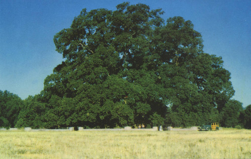 Hooker Oak