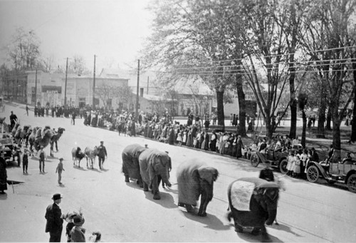 Parade with Circus Animals, Main Street, Chico