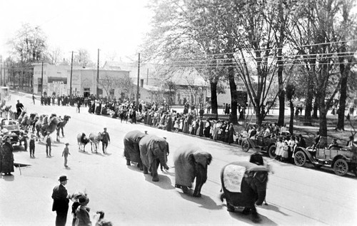 Parade Downtown Chico