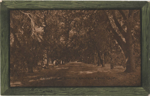 Driveway to Bidwell Grounds