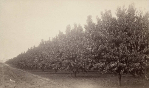 John Bidwell Peach Orchard