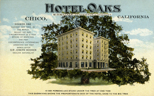 Postcard of Hotel Oaks superimposed on Hooker Oak