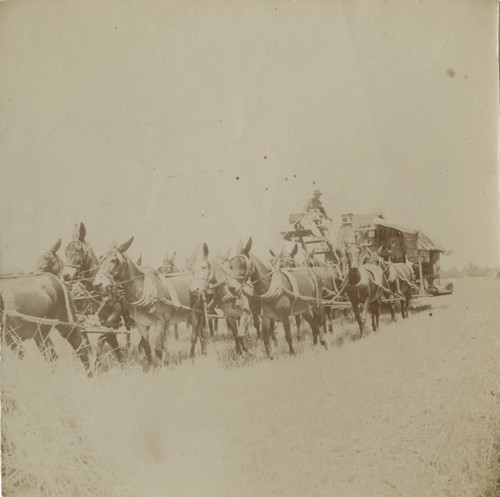 Mules pulling a grain harvester