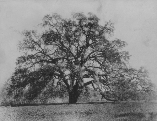 Hooker Oak