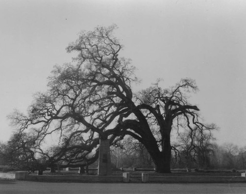 Hooker Oak