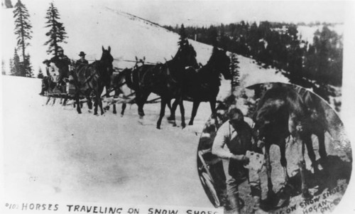 Snowshoed Horse Team And Vignette