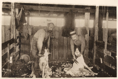 Sheep Shearing