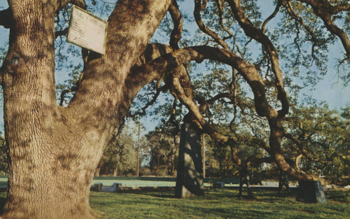 Hooker Oak