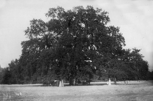 Hooker Oak