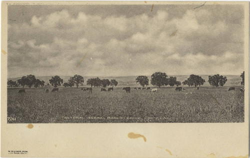 Pastoral Scene, Rancho Chico