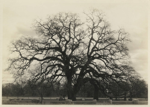 Hooker Oak