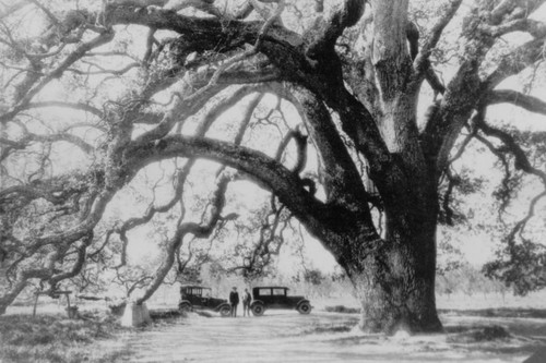 Hooker Oak