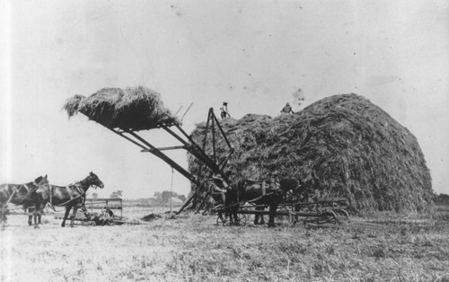 Stacking Alfalfa - Durham