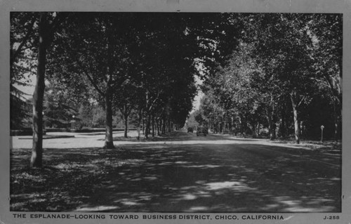 The Esplanade- looking toward Business District, Chico, Calif