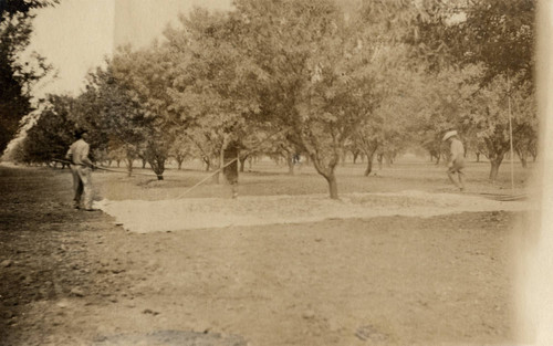 Harvesting almonds