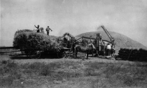 Rice harvesting