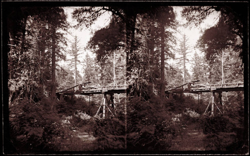 Bridge in the forest