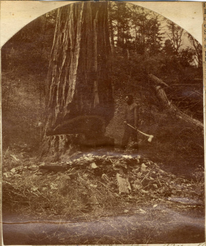 Logging Redwoods