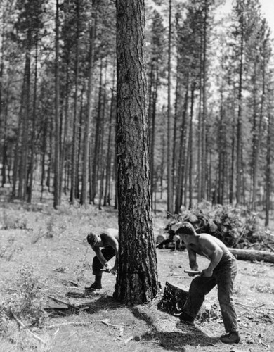 CCC enrollees felling a tree during construction of Shasta Dam