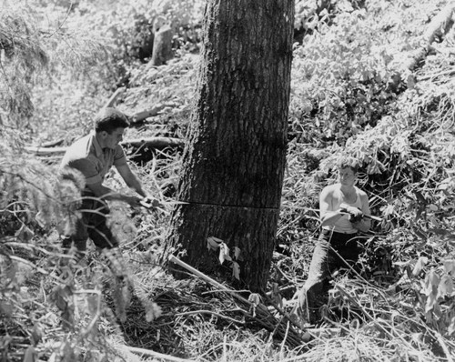 Shasta Dam: Felling a tree