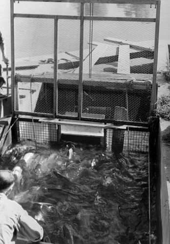 Loading trap tank with salmon during Shasta Dam construction