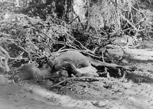 Drowned cow after flood below Shasta Dam construction site