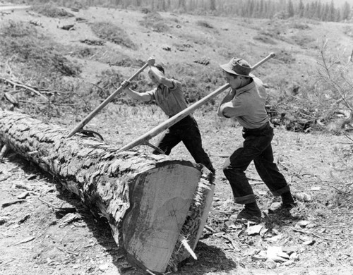 CCC enrollees moving cut log during Shasta Dam construction