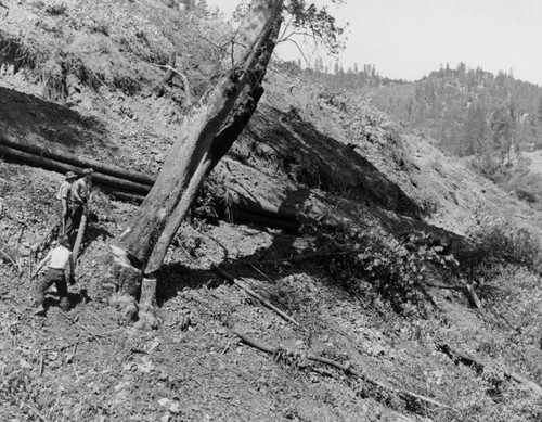 Shasta Dam: Felling a tree