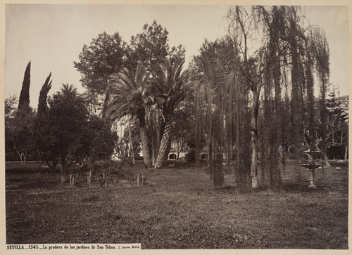 Sevilla._1345._La pradera de los jardines de San Telmo