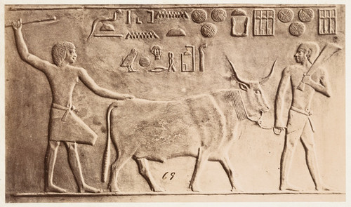 69. Sacred Bull of Saqqarah