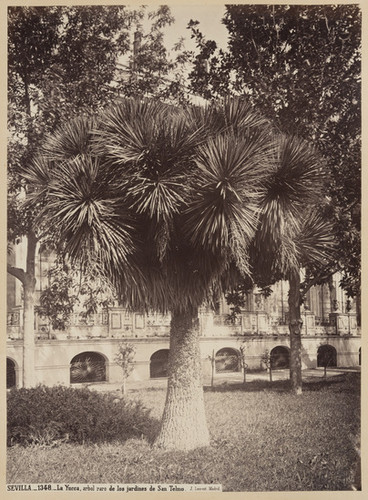 Sevilla._1348._La Yucca, arbol raro de los jardines de San Telmo