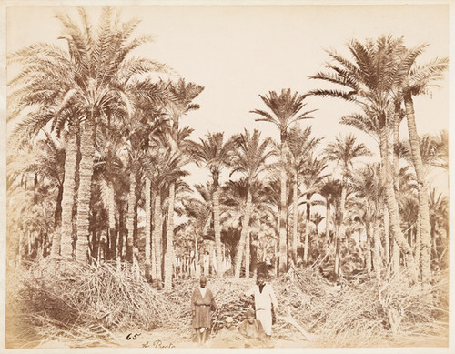 65. [Group in clearing of palm trees]