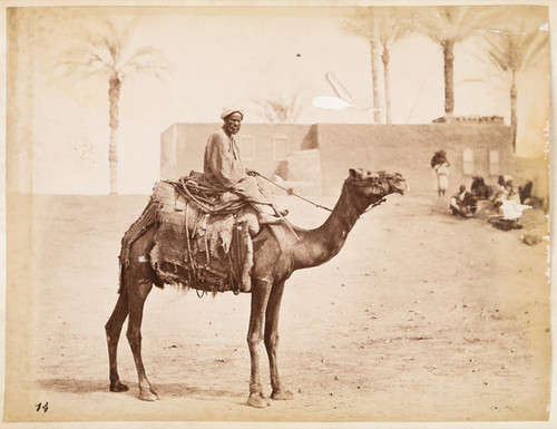 14. [Man riding camel]