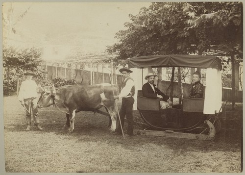 Untitled (Couple riding in ox drawn wicker sledge with drivers)