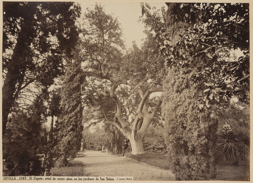 Sevilla._1347._El Zapote, arbol de veinte años, en los jardines de San Telmo