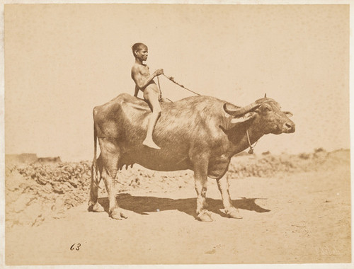 63. [Man riding Ox]