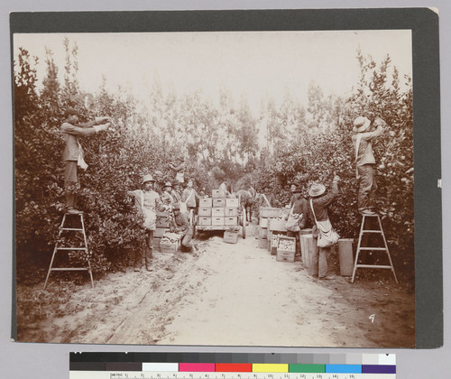 "Packing and Picking Lemons, CA"