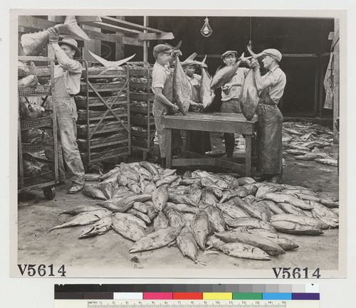 "Cleaning tuna fish for canning (Los Angeles, Cal.)"