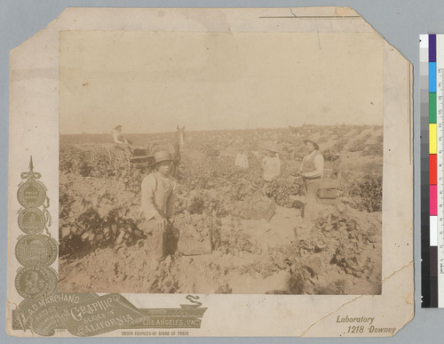 "J. de Barth Shorb Vineyards, San Marino"