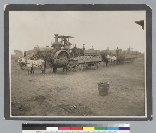 "Traction engine hauling sugar beets 20 miles to Factory"