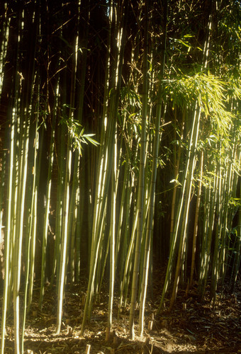 Bamboo outside Moon Temple and Council Room