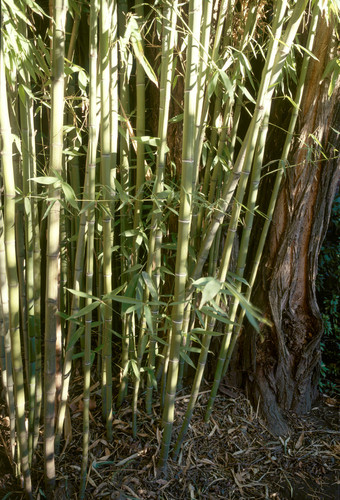 Bamboo detail